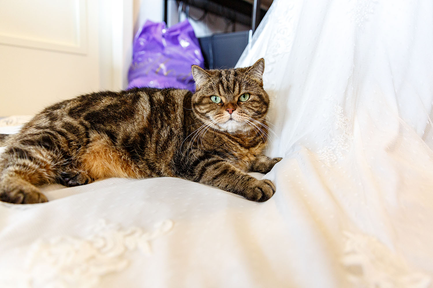 kat op trouwjurk